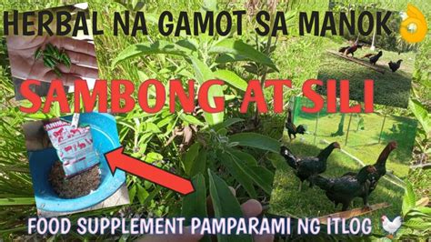 gamot sa kalonggo ng manok|Natural na Panlunas sa Kulugo .